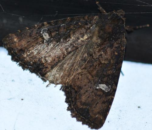 Réf. 264 638 : Mesapamea sp.